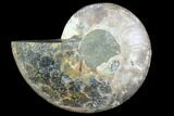 Agatized Ammonite Fossil (Half) - Agatized #88458-1